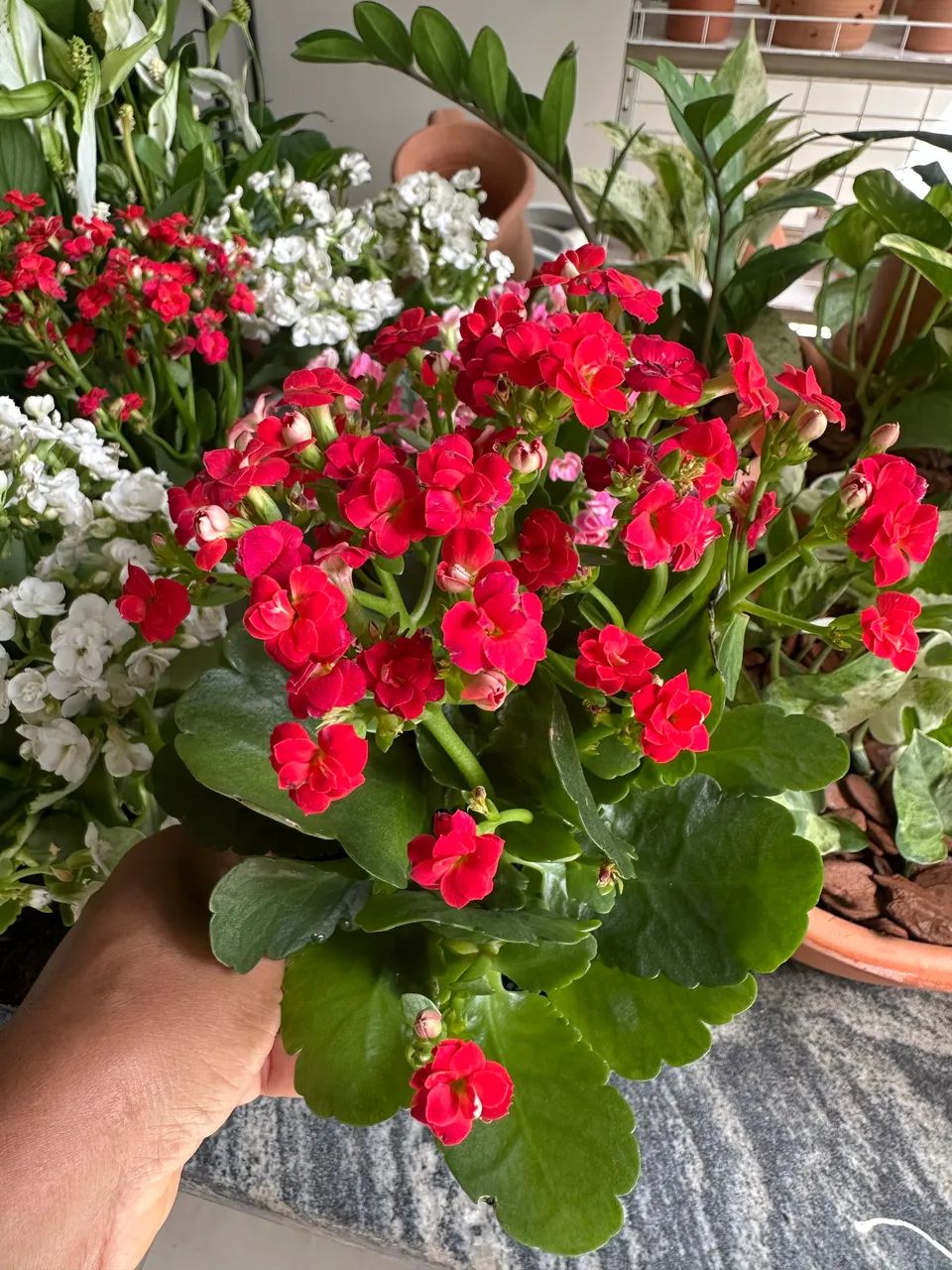 Flores para dia internacional da mulher - Foto 2