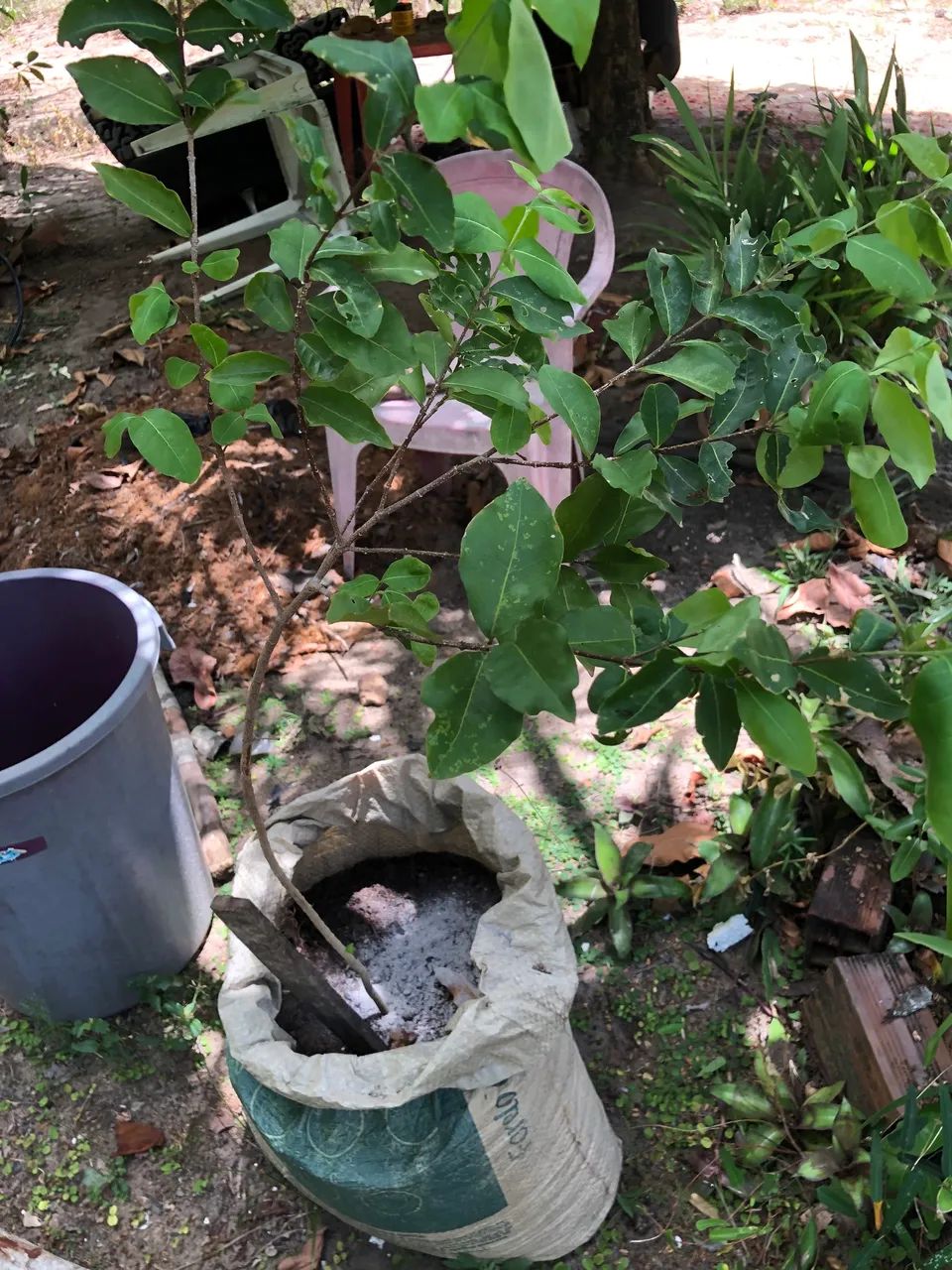 MUDAS FRUTÍFERAS  - Foto 4