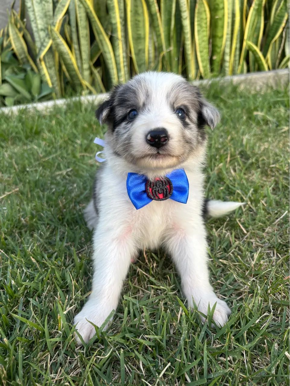 Cachorro bordei collie 