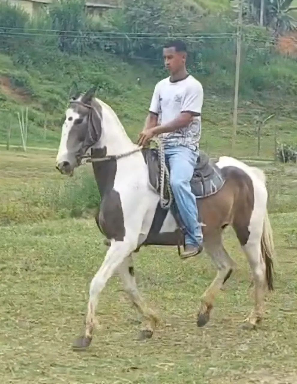 ÉGUA PAULISTA PISADEIRA - Foto 2