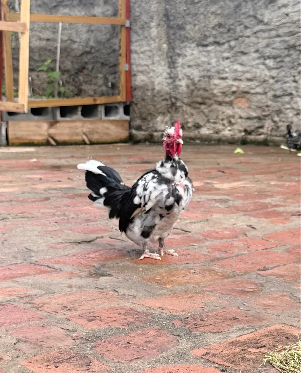 Vendo esse Galo mini garnisé