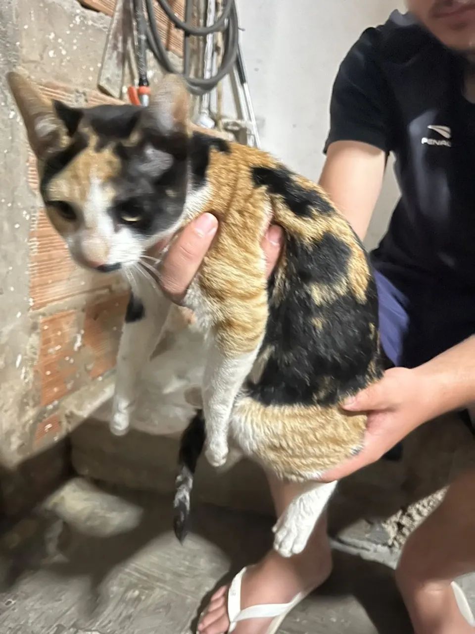 Adoção de gata  - Foto 3