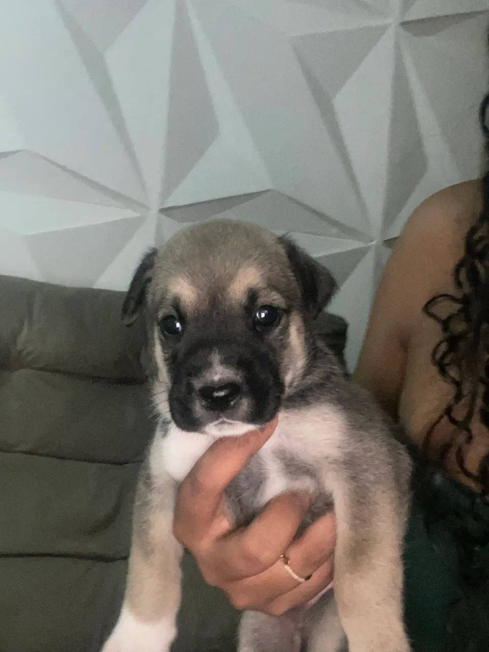 3 fêmeas para doação  - Foto 5