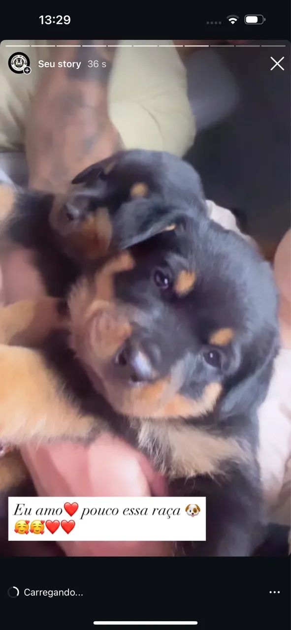 Rottweiler com pedigree  - Foto 2