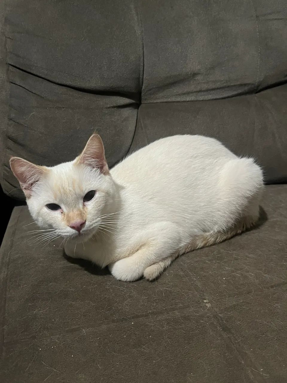 Doação de um gatinho macho 