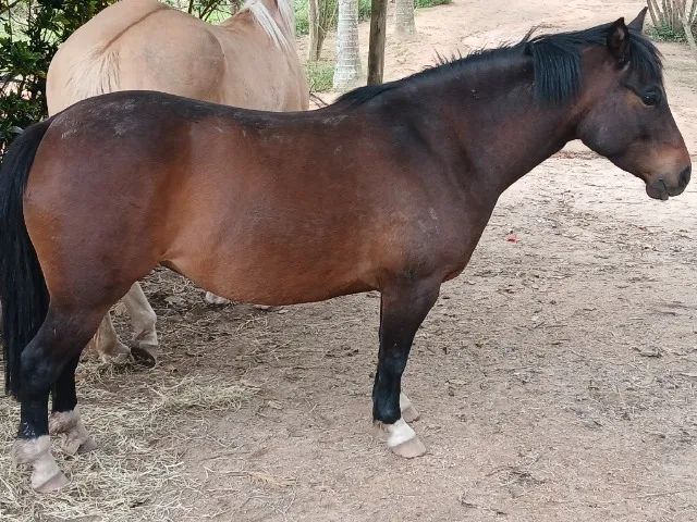 Petiça  égua 7/8 quarto de milha - Foto 2
