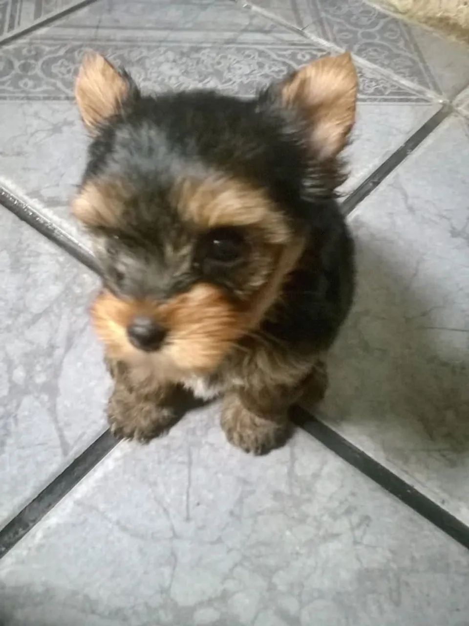 Yorkshire Terrier