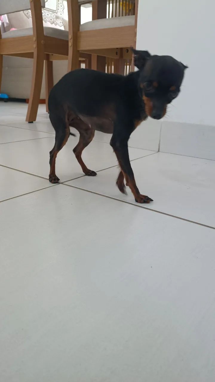 Pinscher - Foto 2