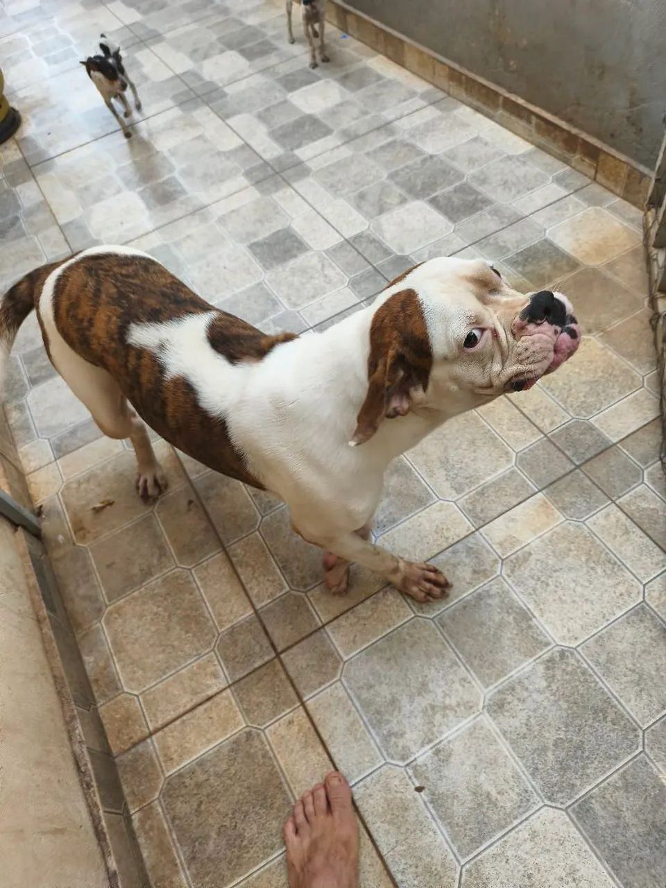 Vendo Boxer alemã fêmea  - Foto 2