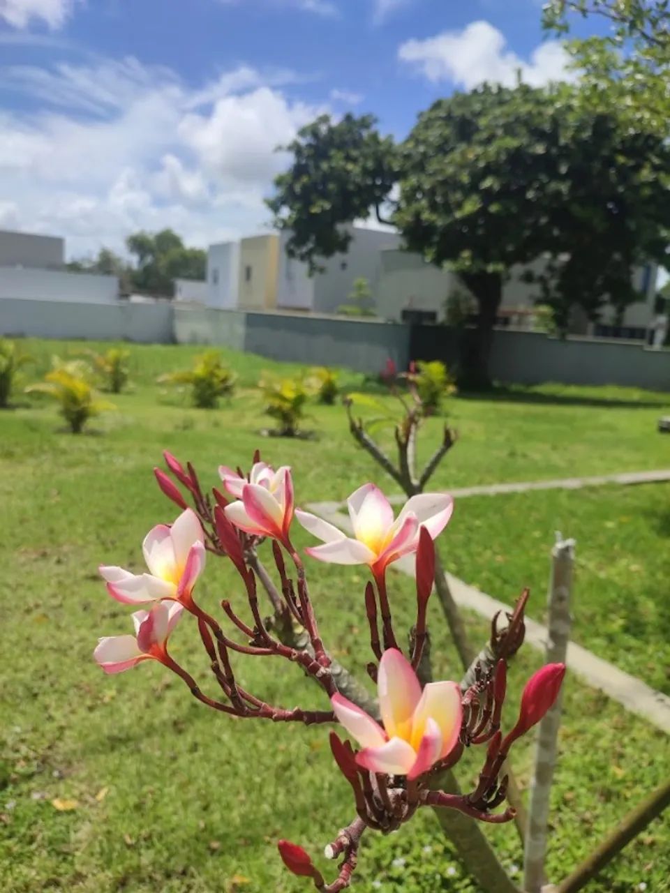 Condominio Varandas - Terra Brasilis - Foto 4