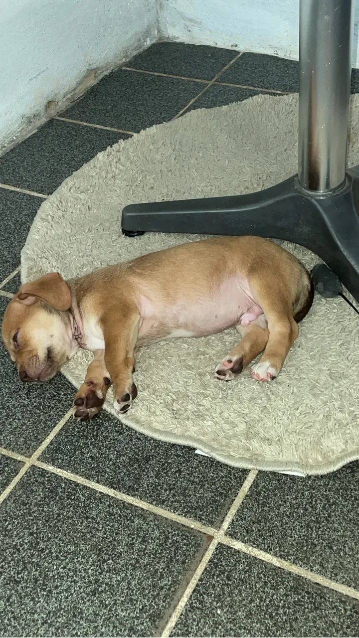 Cachorro 