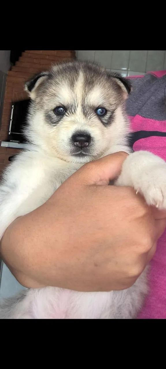 Vende-se husky siberiano - Foto 2