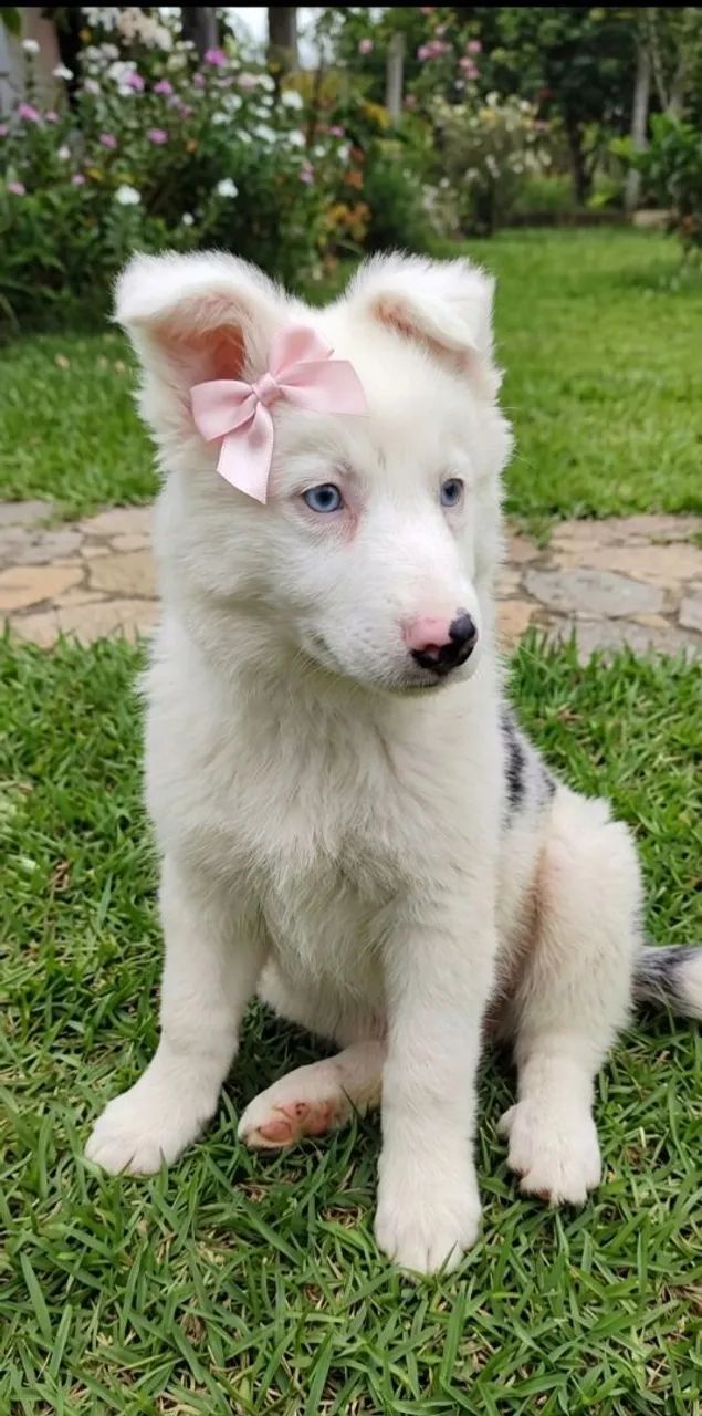 Filhotes de border collie com pedigree - Foto 2
