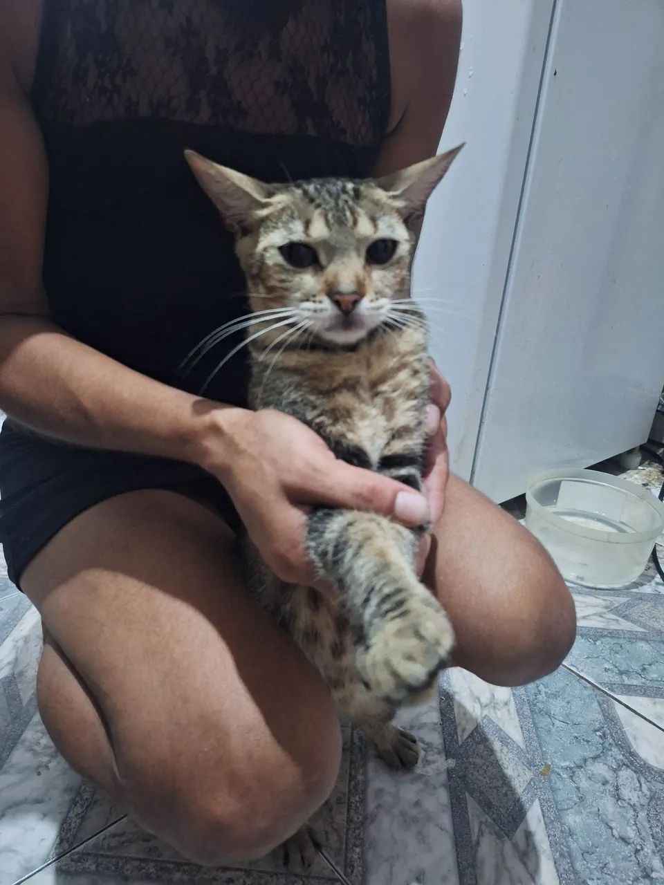 Adoção de gata fêmea: Lisa Lisa