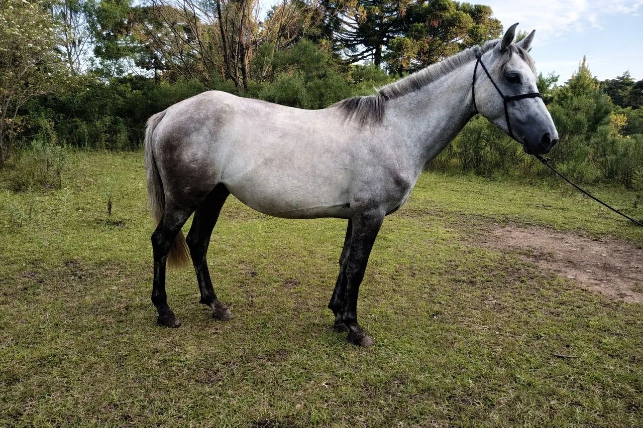 Cavalo égua tordilha mansa - Foto 2