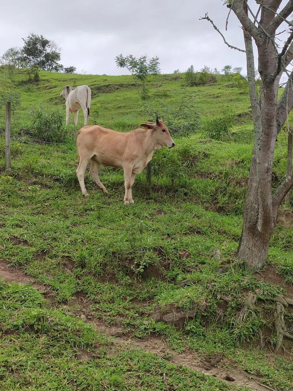 Garrotas Neloradas a venda - Foto 4