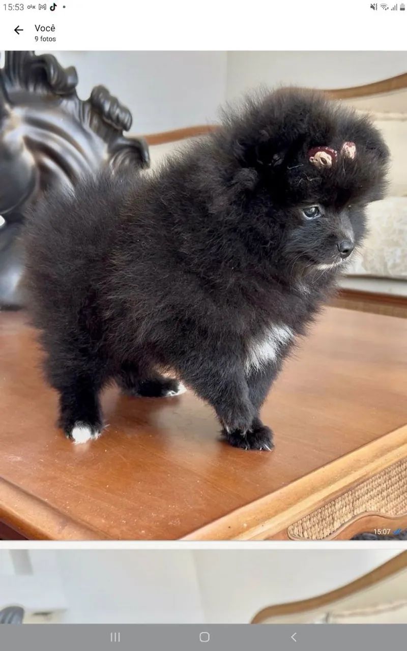 Lulu 