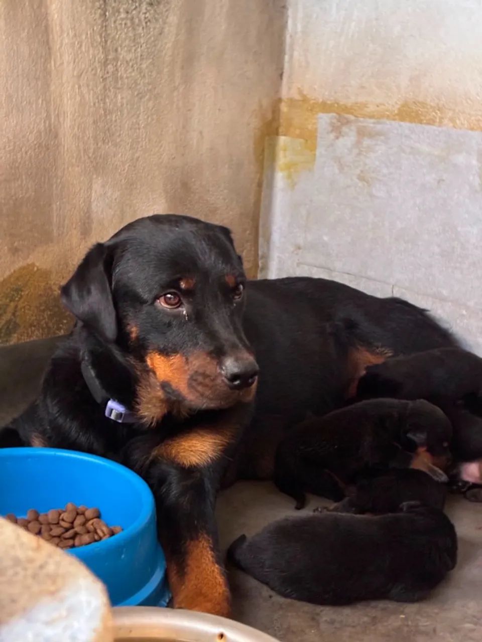 Filhotes de Rottweiller - Foto 2