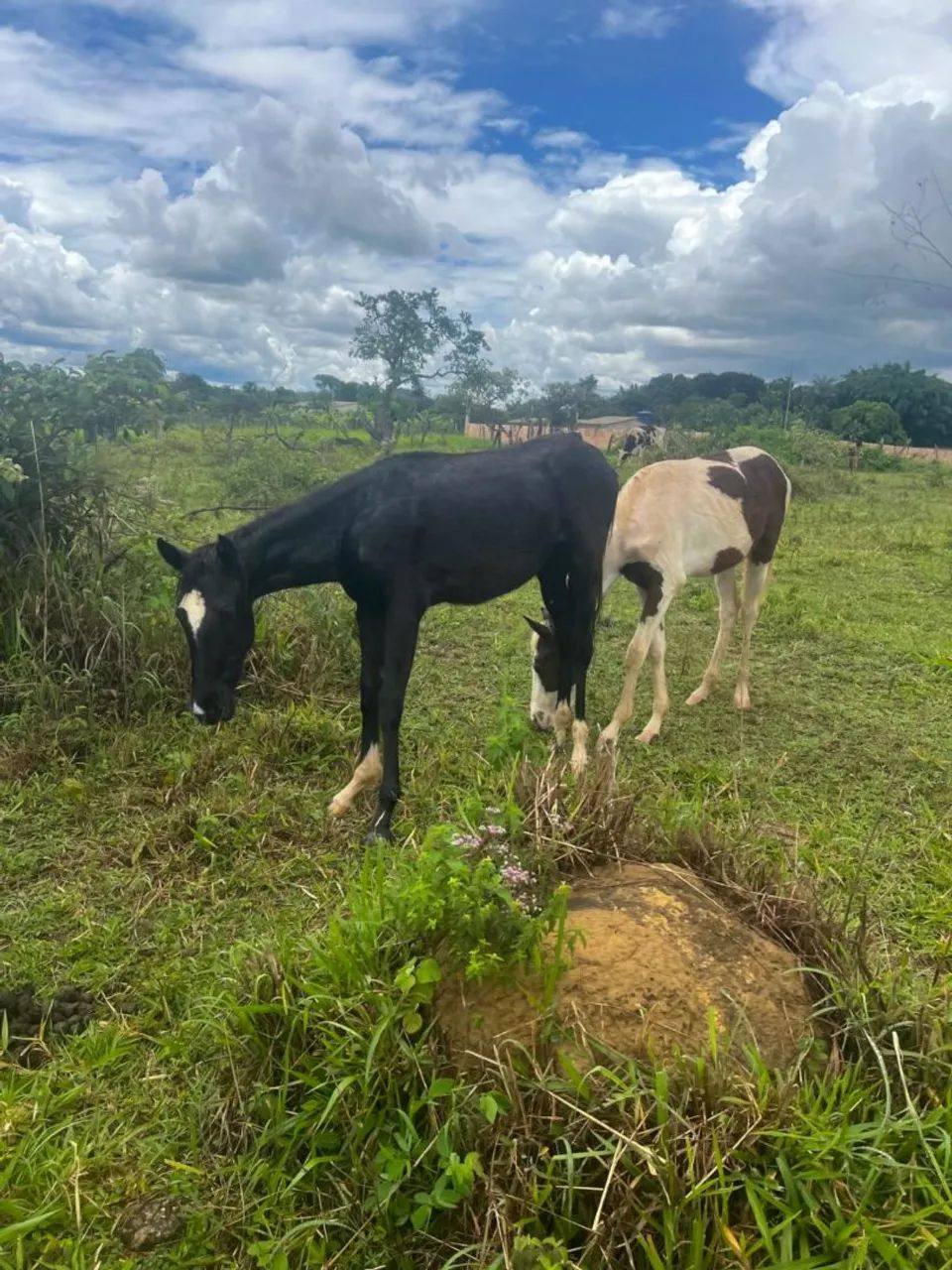 Potros Mestiços Quarto de Milha 