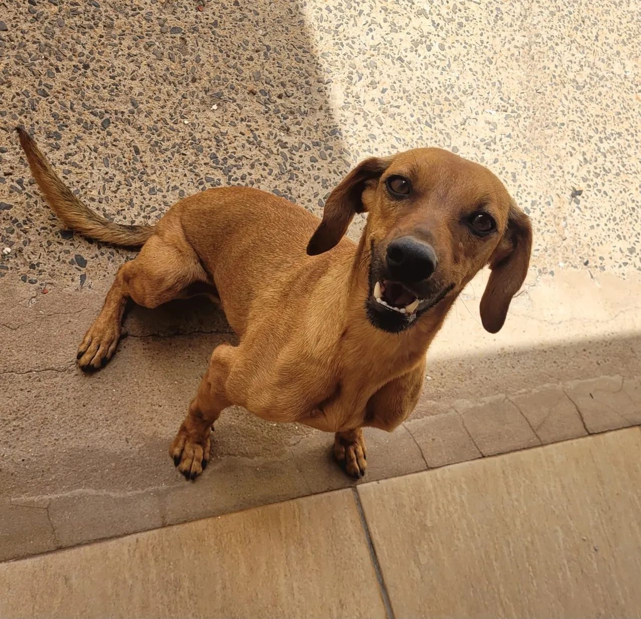 Cachorro porte medio - Foto 2