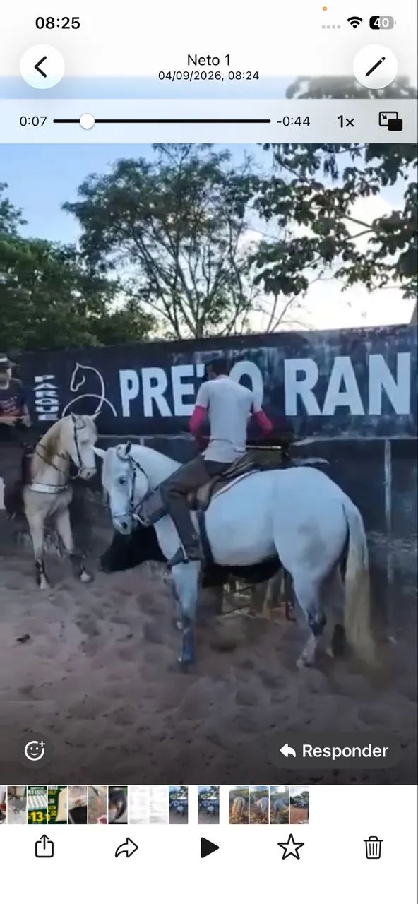 Cavalo QM - Foto 3