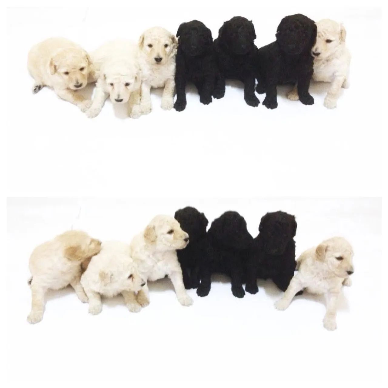 Poodle Gigante - Foto 3