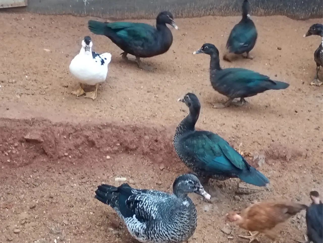 Patos - Foto 2