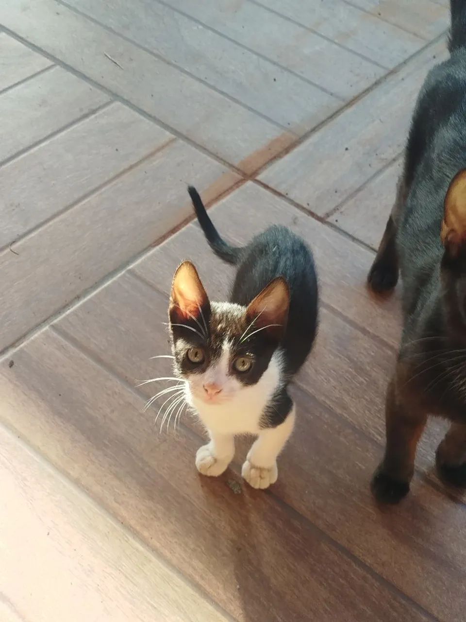 Adoçao - Foto 2