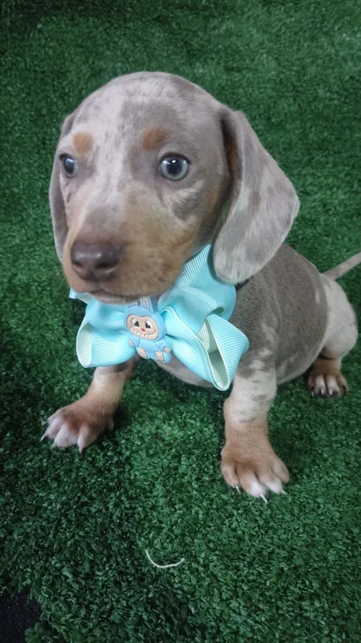 Dachshund Mini  - Foto 3