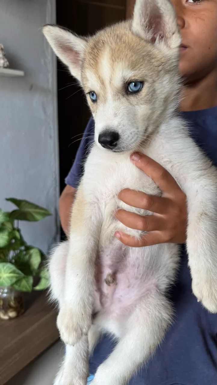 Filhote husky  - Foto 5