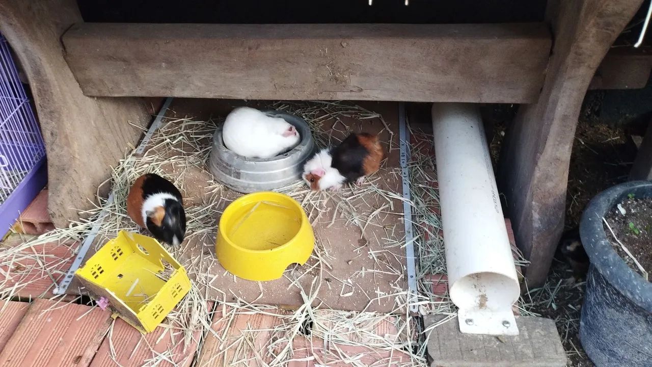 Porquinha da índia fêmea buchudinha  - Foto 3