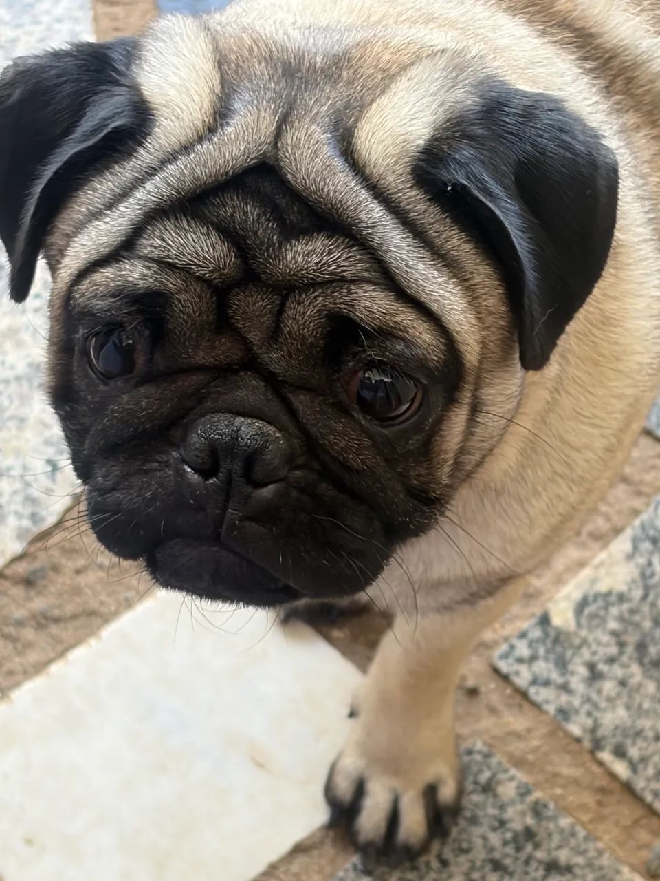 Filhote de pug - Foto 3