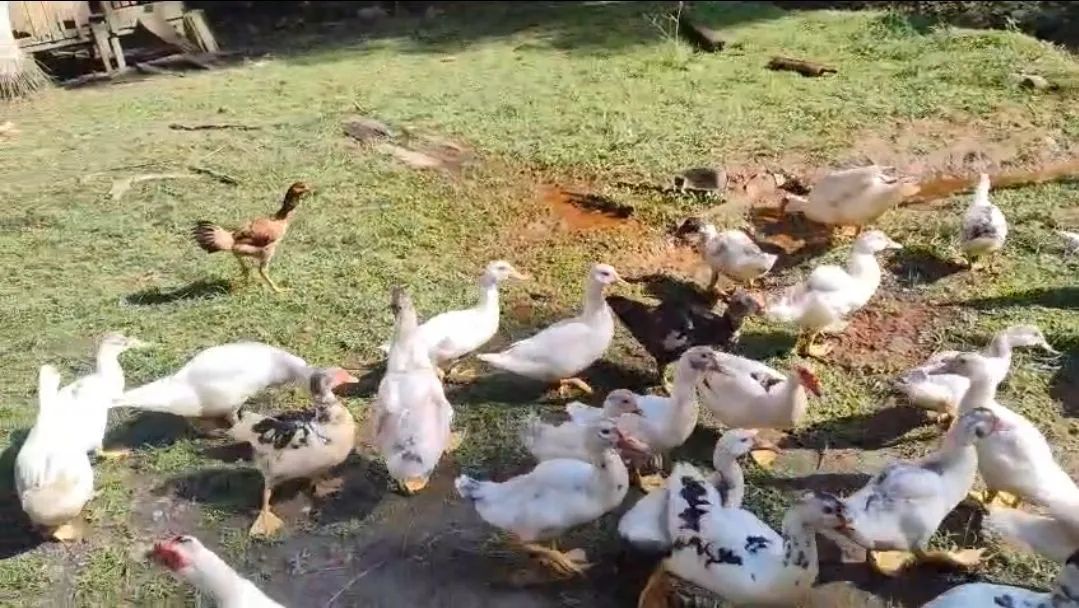 PATO