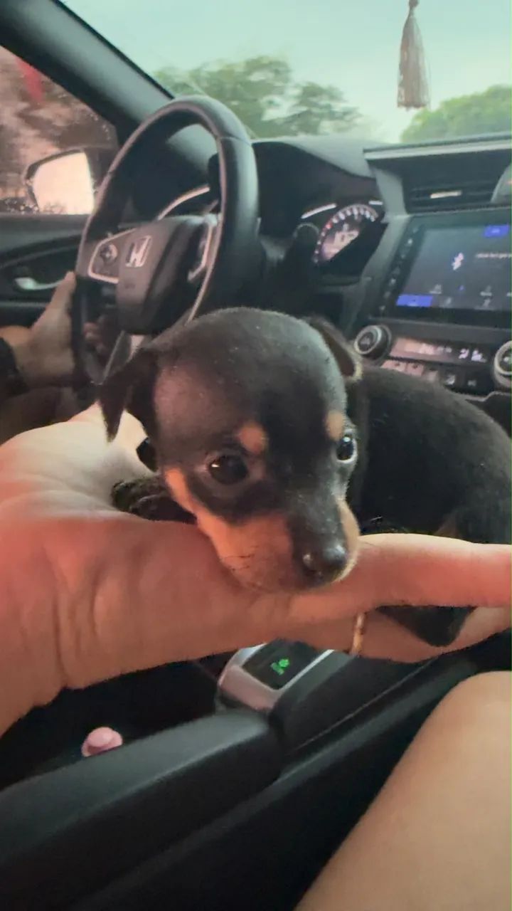 Pinscher zero - macho  - Foto 3