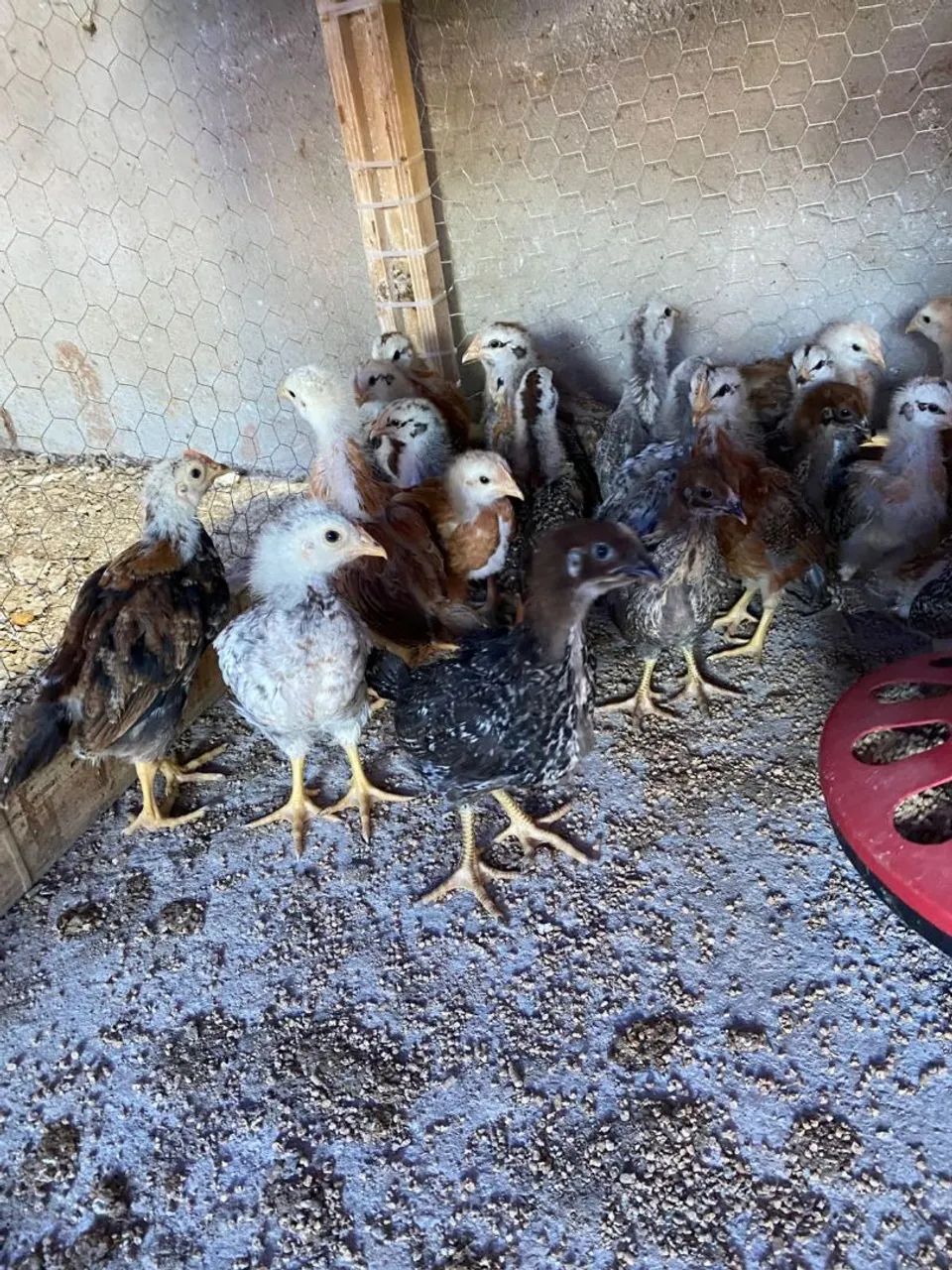 Frangos caipira e frangas poedeiras 1 mes 15 reais