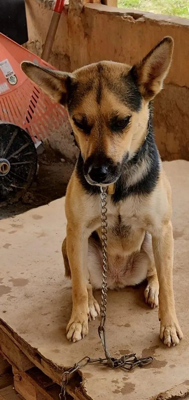 Doacao urgente  - Foto 3