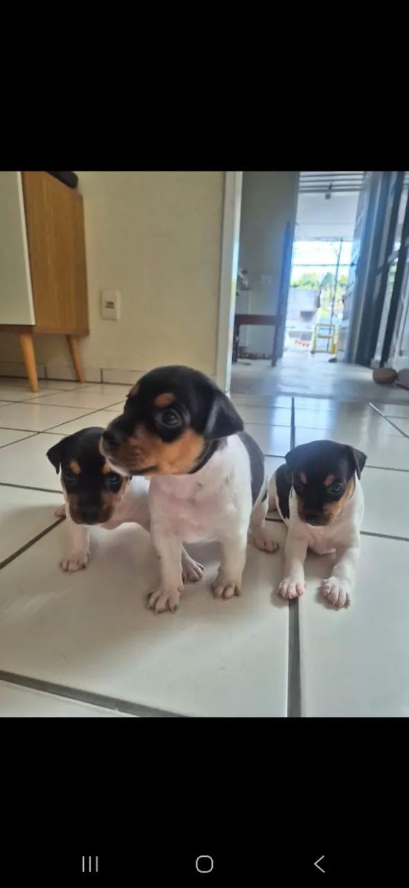 Filhotes de Terrier Brasileiro/fox paulistinha. - Foto 5