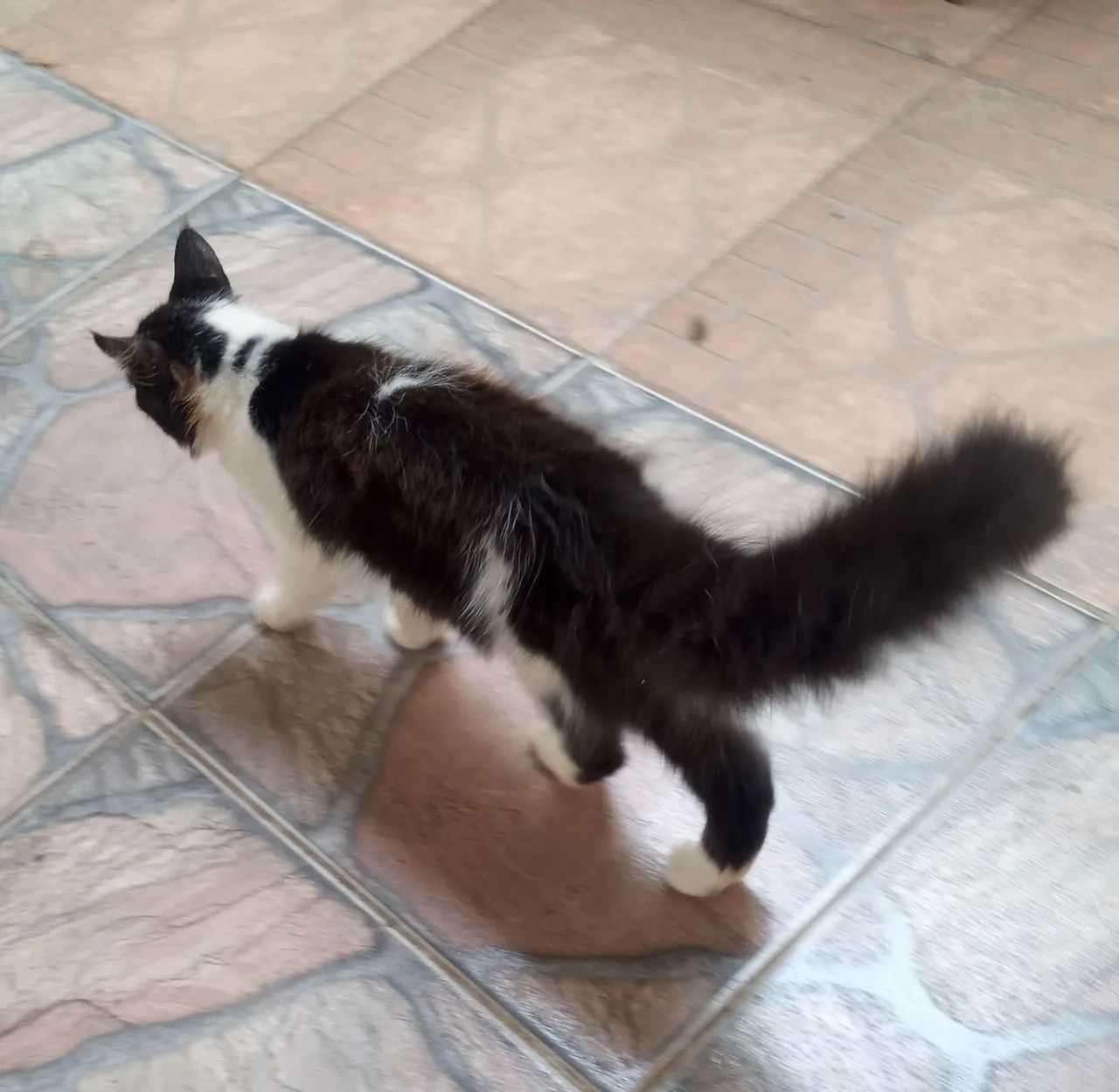 Filhote fêmea de Maine Coom  - Foto 5