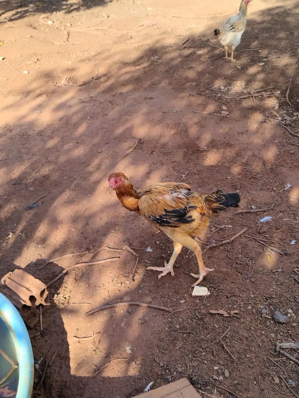 Vende-se galinhas, frangos, pintinhos, angolas e patos - Foto 3