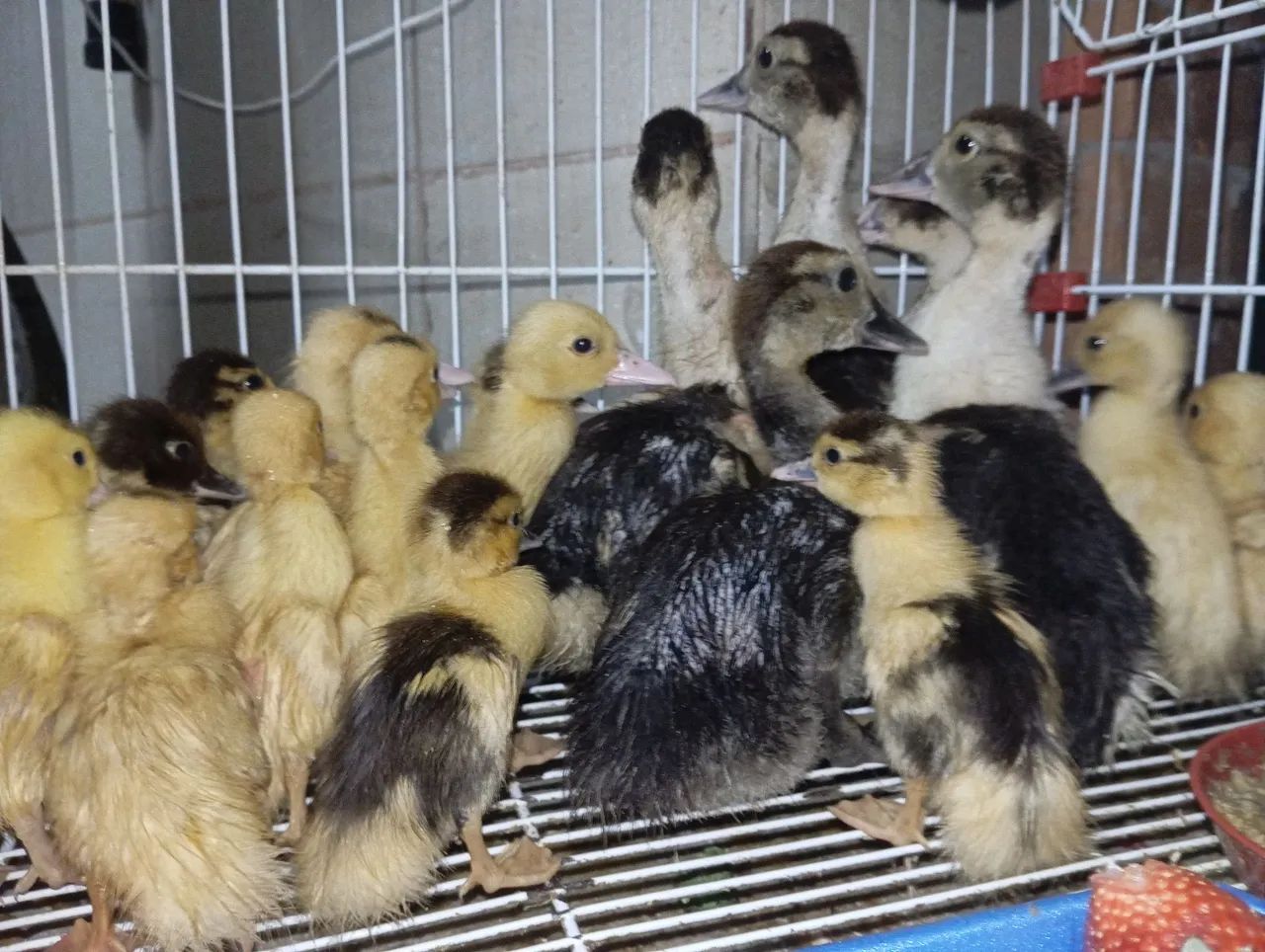 Patos - Foto 5