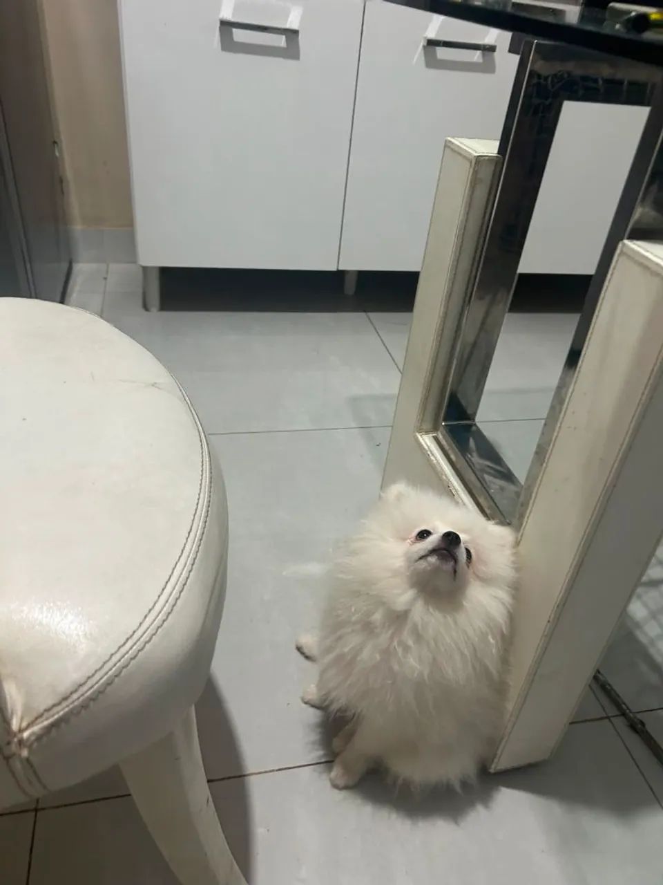 Spitz alemão  - Foto 2