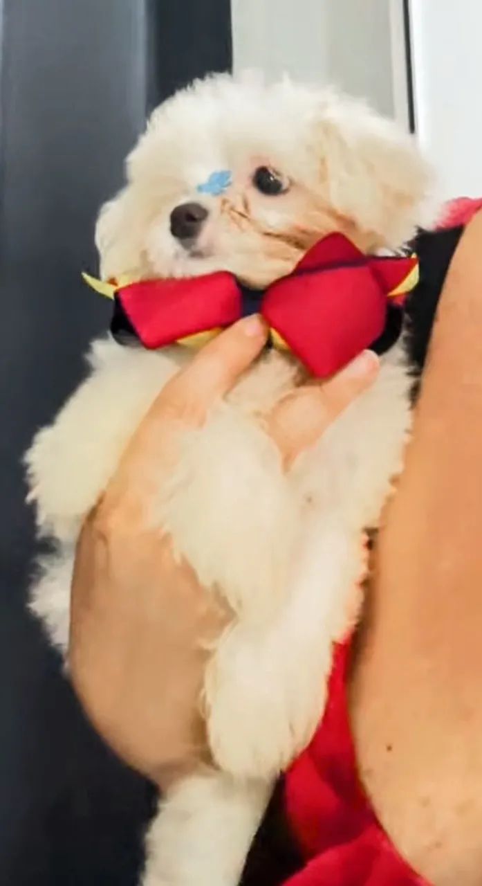 Lhasa apso  lindos bebês da Esmeralda - Foto 4