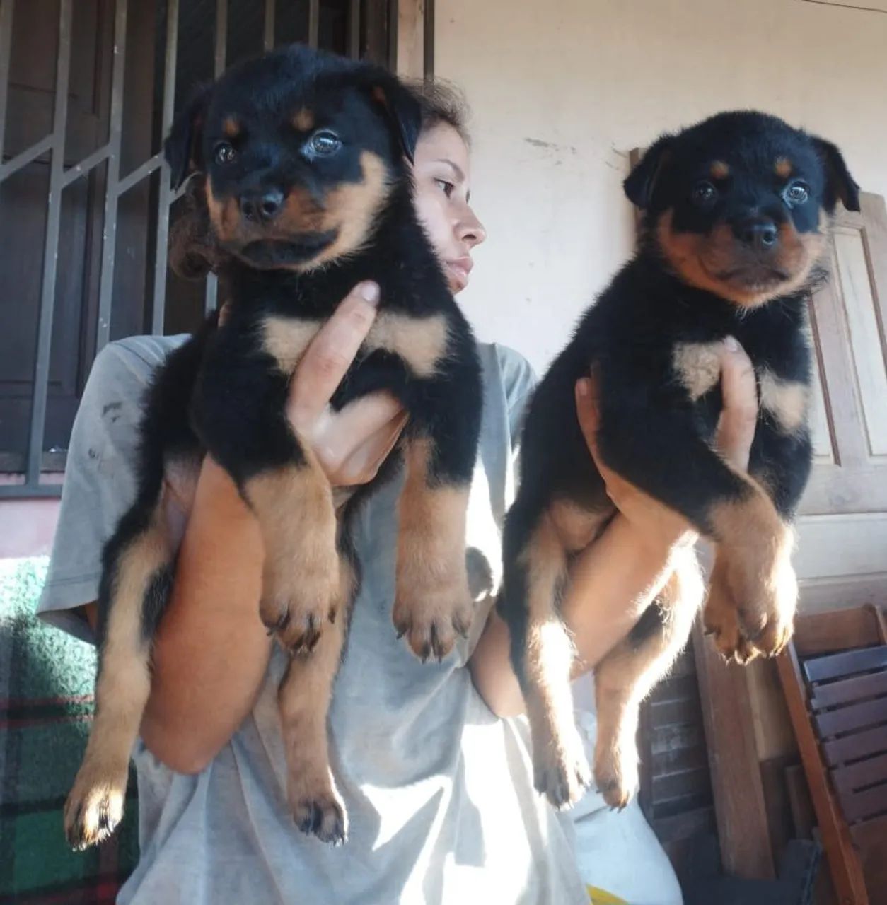 Cachorro contato. Zap * passo no cartão em até 2 vezes - Foto 3