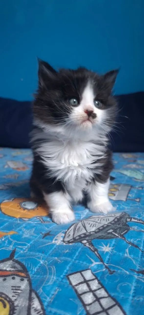 Maine Coon filhotes a pronta entrega  - Foto 4