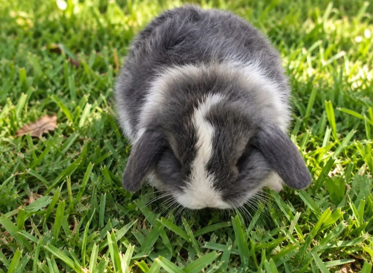 Coelha raça Mini Lop