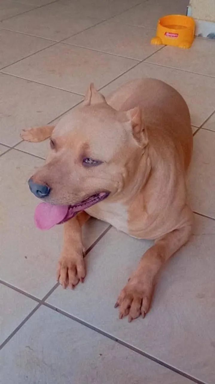 Cachorro  - Foto 4