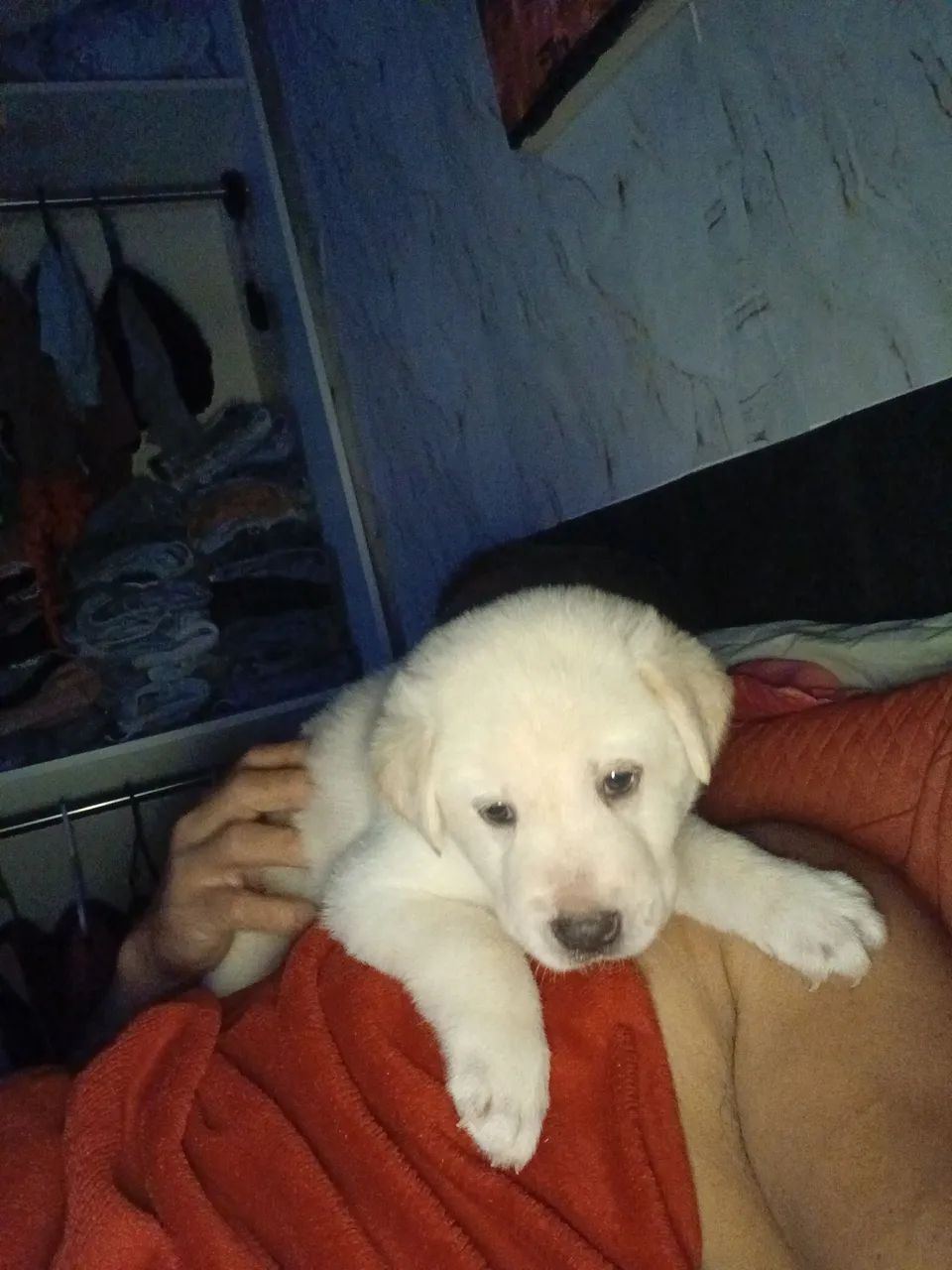 Cachorro ?  - Foto 2