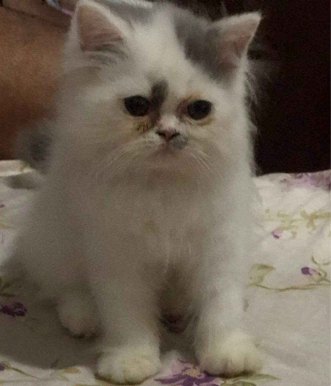 Gatinho Persa disponível  - Foto 2