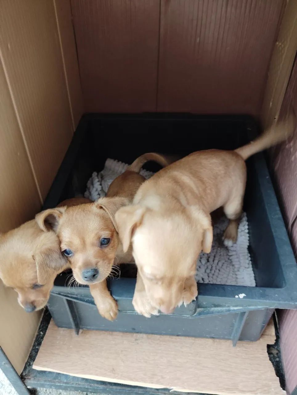 Filhotes de pinscher  - Foto 2