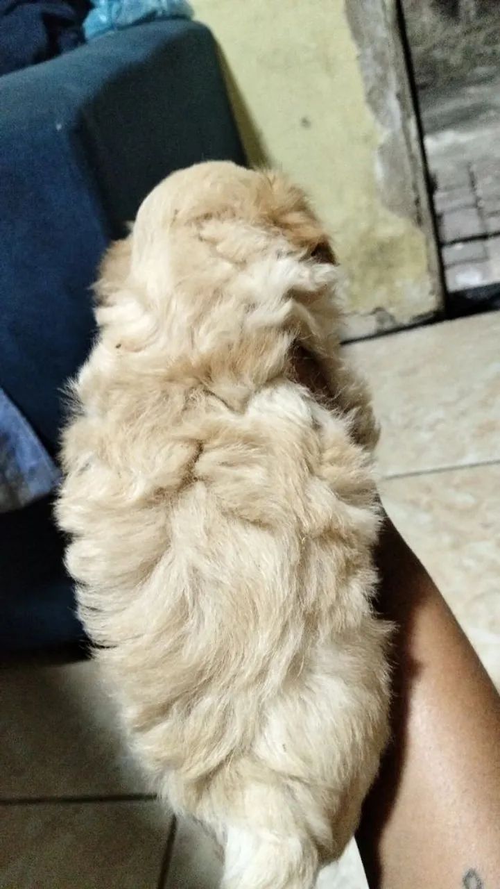 Poodle toy  - Foto 2